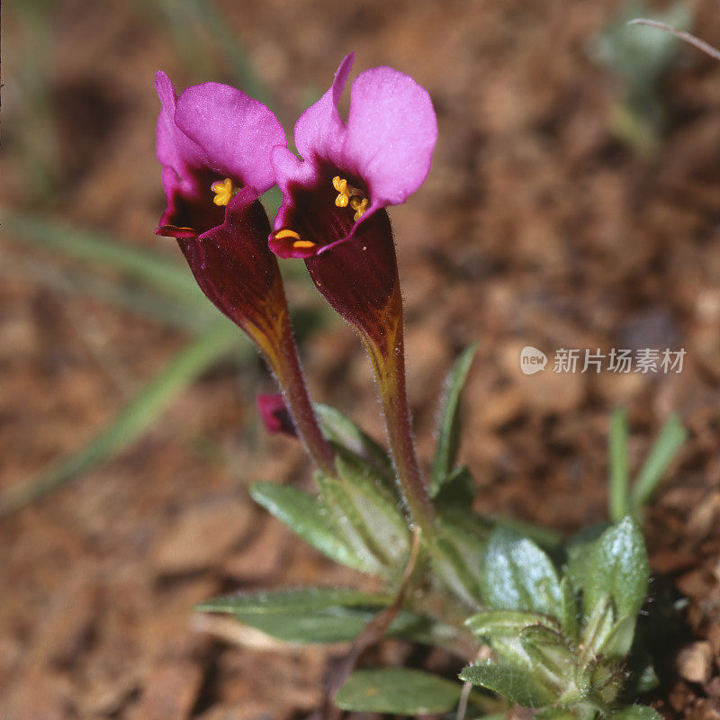 道格拉斯Diplacus douglasii是一种猴花，俗称布朗尼和紫鼠耳。它原产于加利福尼亚州和俄勒冈州的山区和丘陵地带，在那里它经常被发现在蛇形土壤中。Phrymaceae。